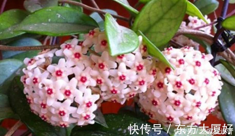 养花就养4种花,好养易活花量大,养上一盆四季欣赏,好养还不贵