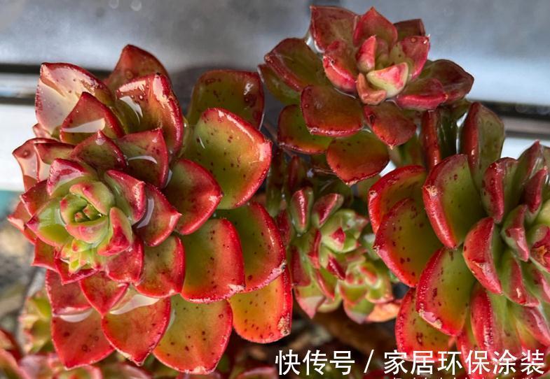 老桩|多肉红稚莲和火焰蒂亚,它们都长得快且一样的红,你养了哪一种?