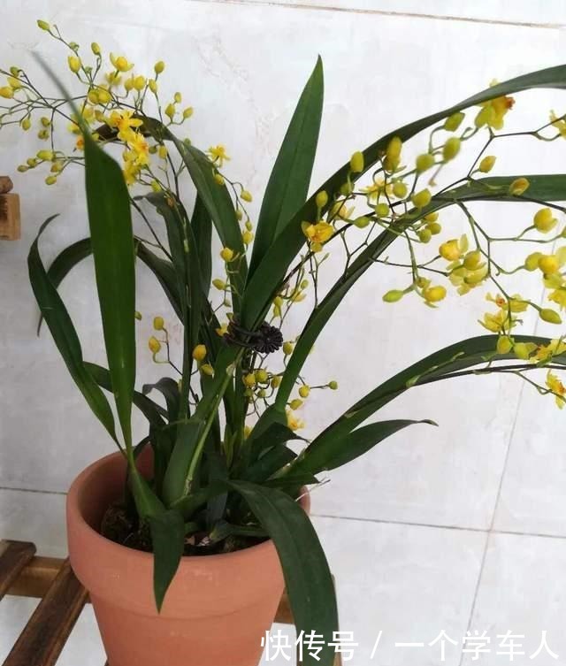 家里没阳台也能养花,这3种花不用晒太阳照常开花!