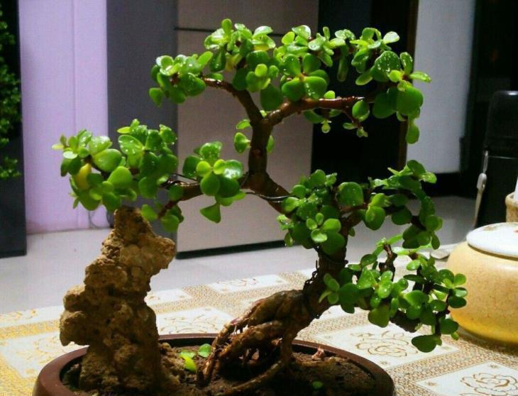 金枝玉叶|5种花真耐旱，30天不浇水照样生机勃勃，好养又省心，适合懒人