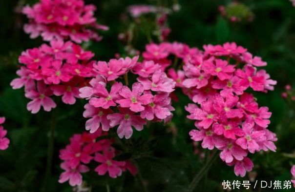4月25日开始，养花试试这几款，花开媲美玫瑰，花朵姿态万千