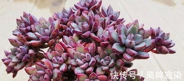 紫米粒|农历8月初6后，养什么多肉？以下3种多肉，紫气东来万事顺利