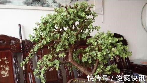 马齿苋树|养金枝玉叶,一个小技巧,盆栽变成漂亮盆景,叶绿枝多姿态优美