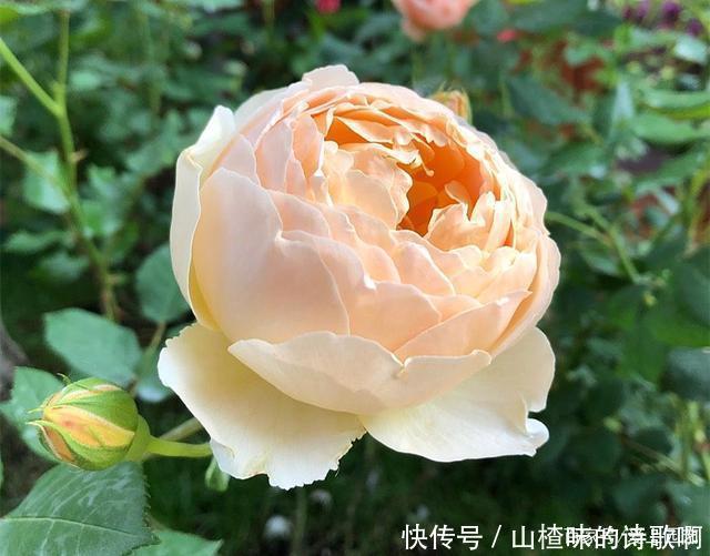 奥斯汀月季中的精品之作,好看、浓香,还不爱生病