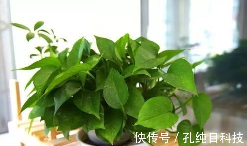 花卉|家里的一种东西,用来浇花,像打鸡血一般开得一茬接一茬