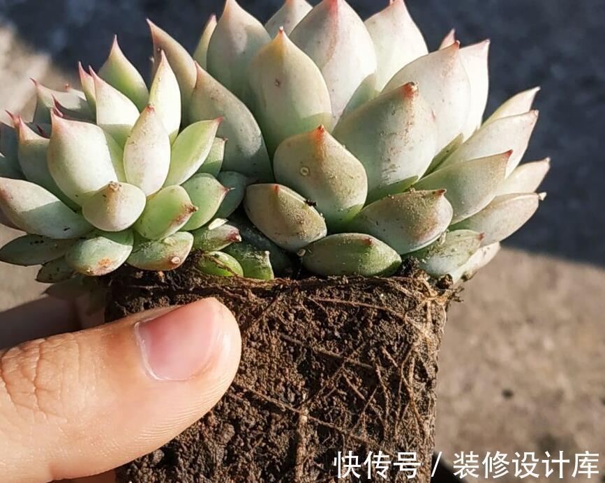 谨记|立秋前后,给多肉换盆,请谨记正确操作!