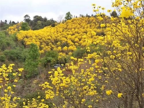 【醉美吕田】黄花风铃璀璨开满山！鹰嘴桃花粉嫩涨满屏！油菜花灿烂铺满地！