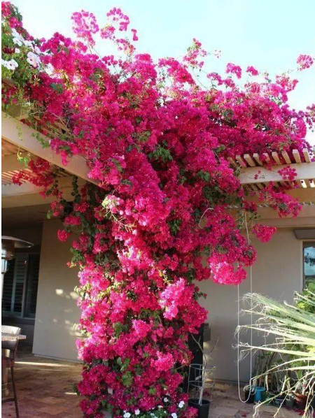 养好三角梅,学会这4招,1年四季开花不断,爆成花球,比绿萝好养