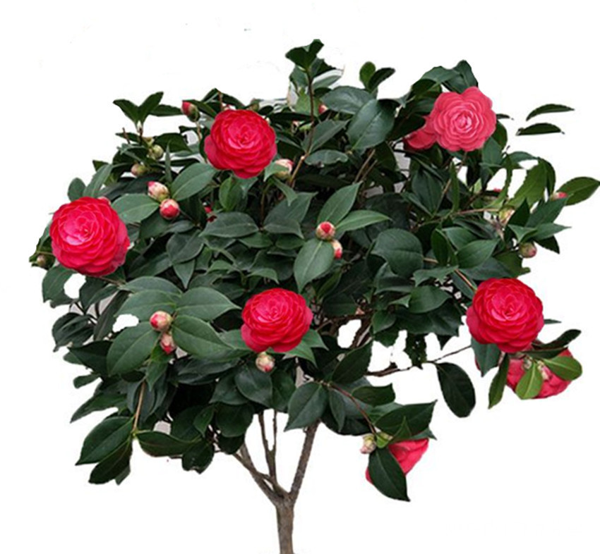 养茶花要了解最关键的四忌，如不在意，叶子很快就掉没