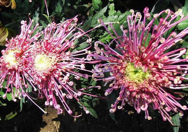 1种大菊花，花败也“不变色”，比牡丹艳，比月季好养，一开90天