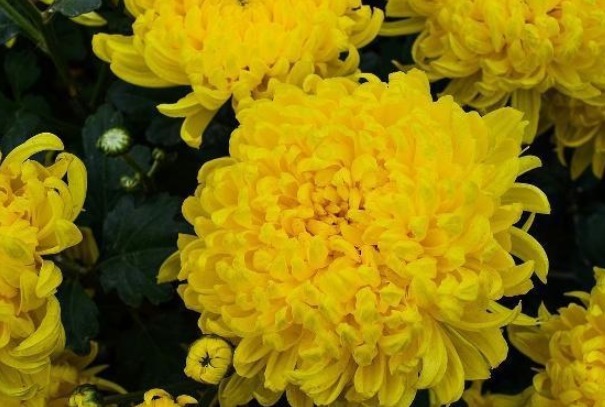 菊花这样养护，株型好看，开花数量多，还能净化空气，可多养几盆