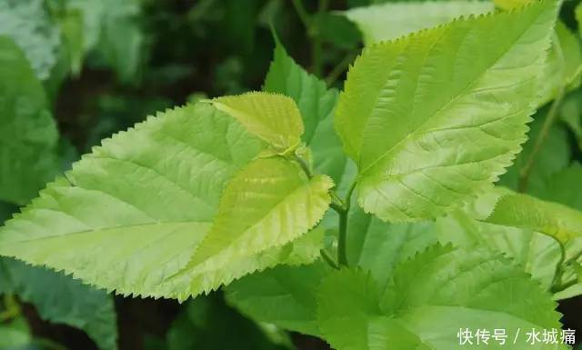 桑叶|人到中年,血液越来越黏稠,用此叶子泡水喝防血栓,高血压绕路走