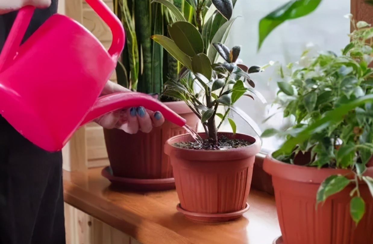 根系|养花记住6句“浇水口诀”,新手最适用,再也不会干根烂根了