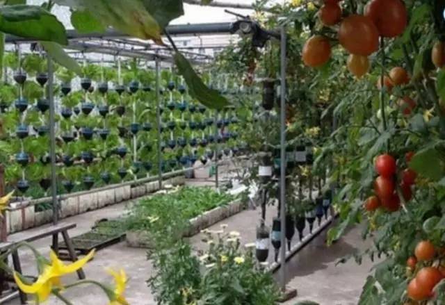 刘大爷|7旬老人捡了1500个塑料瓶,在自家后院搭起菜园子,全自动管