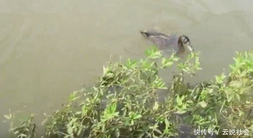 鱼饵|放鸭子到水里,鸭子上岸,后面还拖上来一条鱼,原因让人想不到