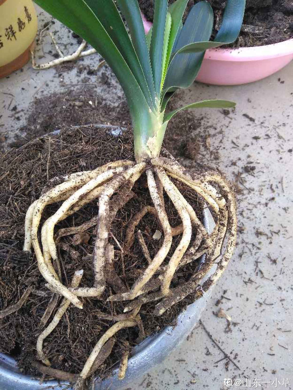 花友|君子兰如何养得叶大油绿，关键是记住4个经常，还能开出大花箭