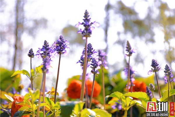 人间三月芳菲始 仙湖植物园绽放诗意春日