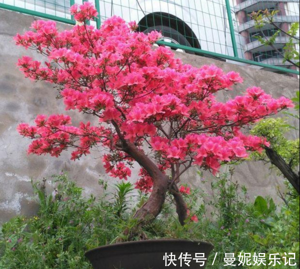 养花技巧:醋、橘子皮、小苏打用来养花,好处多!