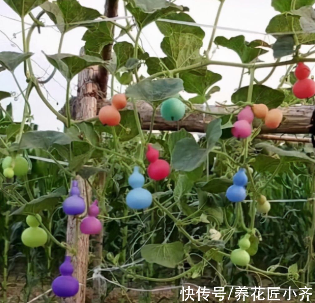 网上常见的4种花,要谨慎购买,虽然销量不低,但是都是“骗局”