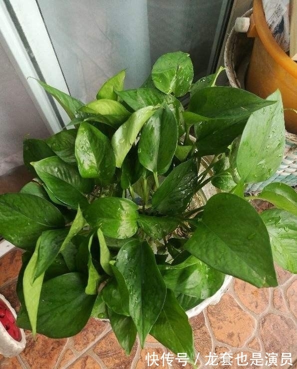 此花|农历十月十八小雪后,养什么花?家里养3种花,聚财旺运事业高升