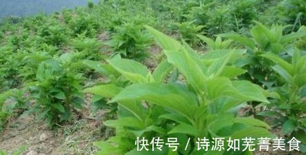 人参|农村一种“绿叶子草”，很多人当杂草不认识，其实学名叫“玄参”！