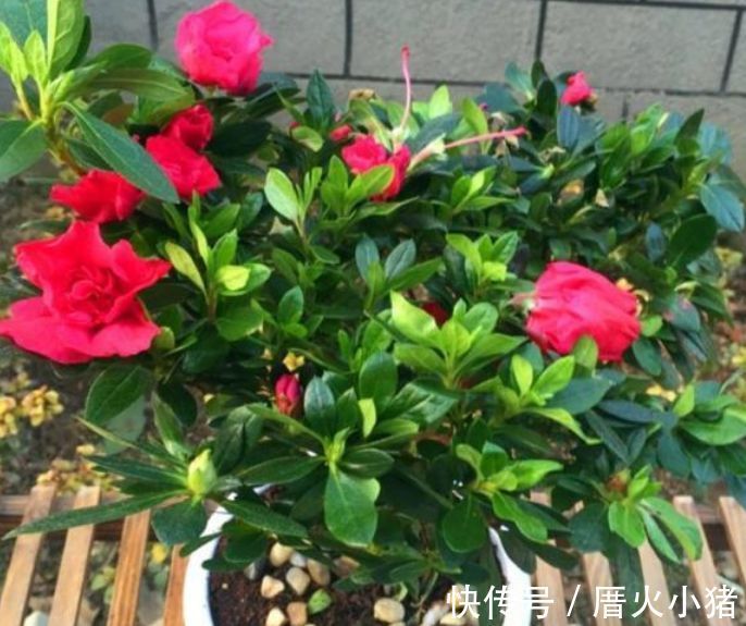 养花就养4种花，好养易活花量大，日子红火财运滚滚，好看极了