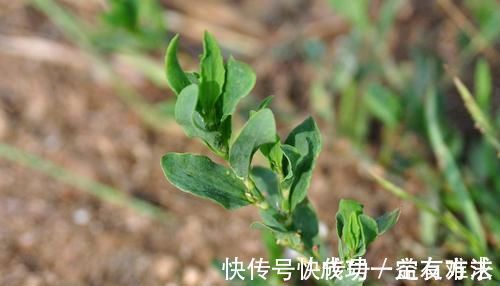 竹子|农村一种似竹子的野草,过去常用来喂猪,但营养高,煲粥味道鲜美