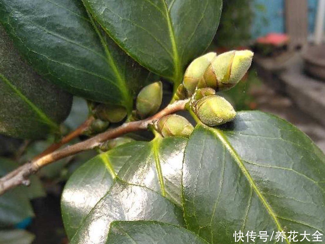 修剪|8月后，6种花别修剪，小心以后不开花