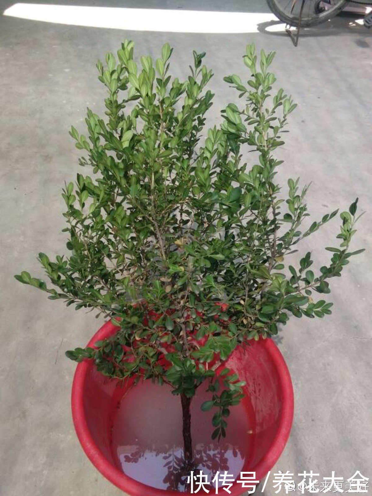 1种“天然矮”的植物,无需矮化,打造天然的瓜子黄杨盆景