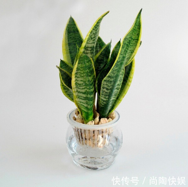 虎皮兰不长个做好2点,叶片猛窜,浓绿油亮,植株旺盛