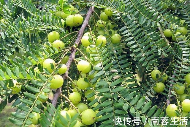 甘回味甜|7月才成熟,果肉又酸又苦,乡下小孩看了嫌弃,城里卖9元一斤