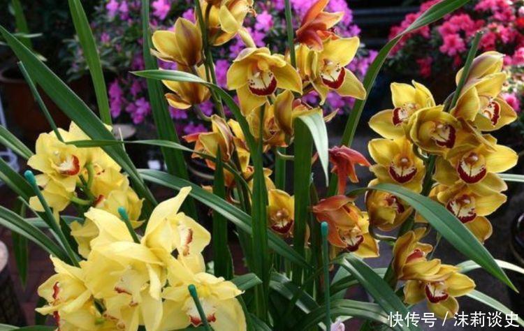 养花试试这几款,花开繁盛花香怡人,养盆放阳台美极了