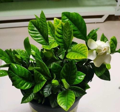 栀子茉莉花用醋养一养，叶子绿，花朵多，气味香