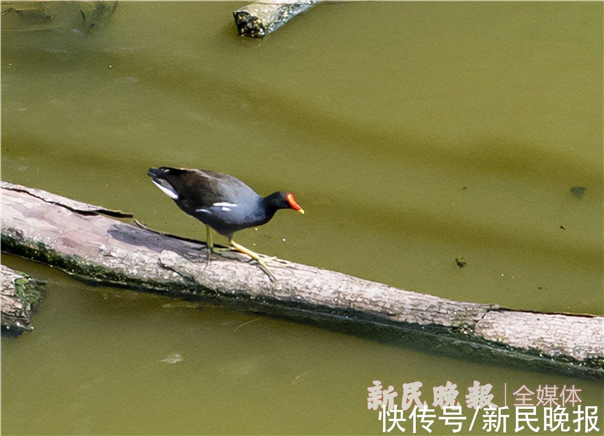 黑水鸡|白鹭池鹭黑水鸡不用搬家了！松江区小学生用一封信留住了教室外的天然湿地