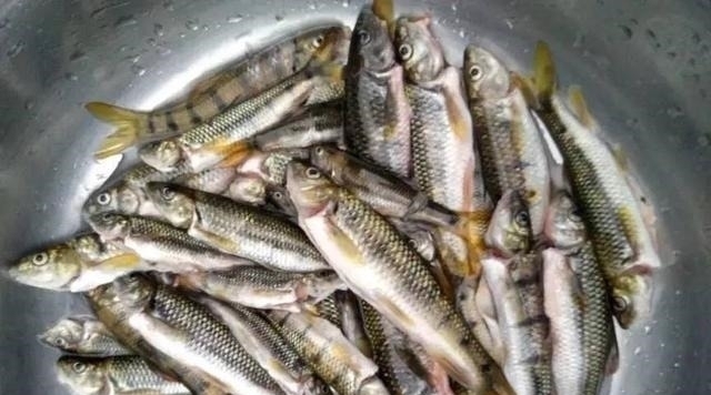 钓点|溪石斑,鱼体虽小价格昂贵,很多钓鱼人根本不懂如何垂钓!