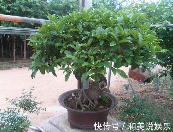 花友们|什么发财树、平安树,都不如“2种树”,养成老桩后,很值钱!