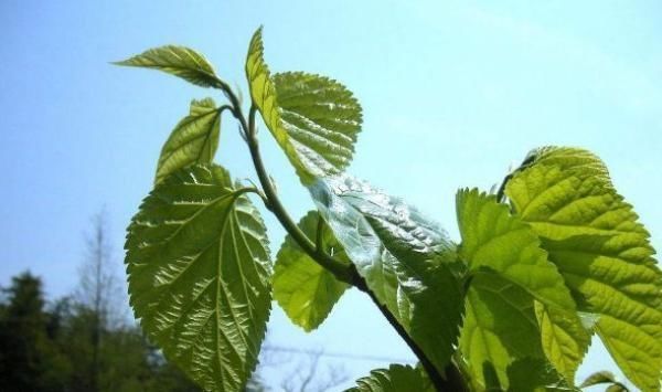桑葉泡水喝好處多,但以下禁忌很重要,為了家人健康早點了解