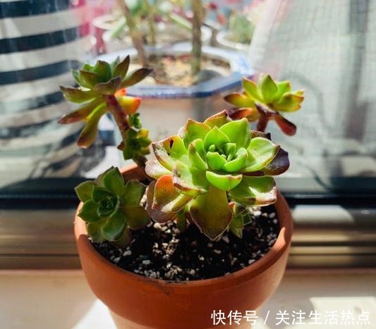 把蒂亚养出群生状态,我总算学会了!