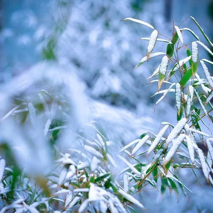  冬日|雪中竹，就是最美的冬日风景！