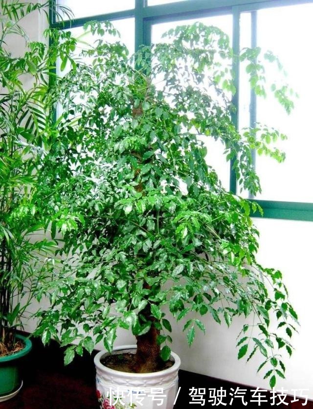 幸福树掉叶不要怕,死记这几招,叶子油亮枝繁叶茂!