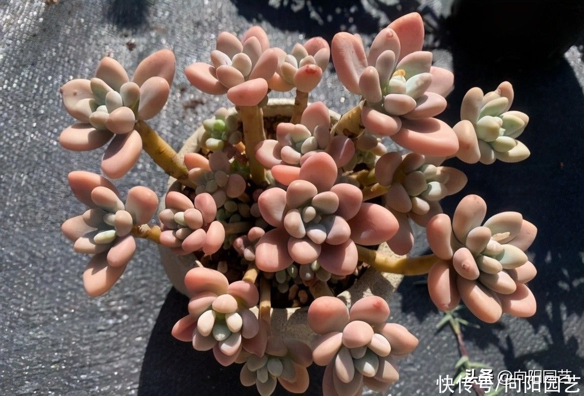 多肉植物|多肉适合“干养”，干土养出来的多肉更皮实，水多了，没啥好处