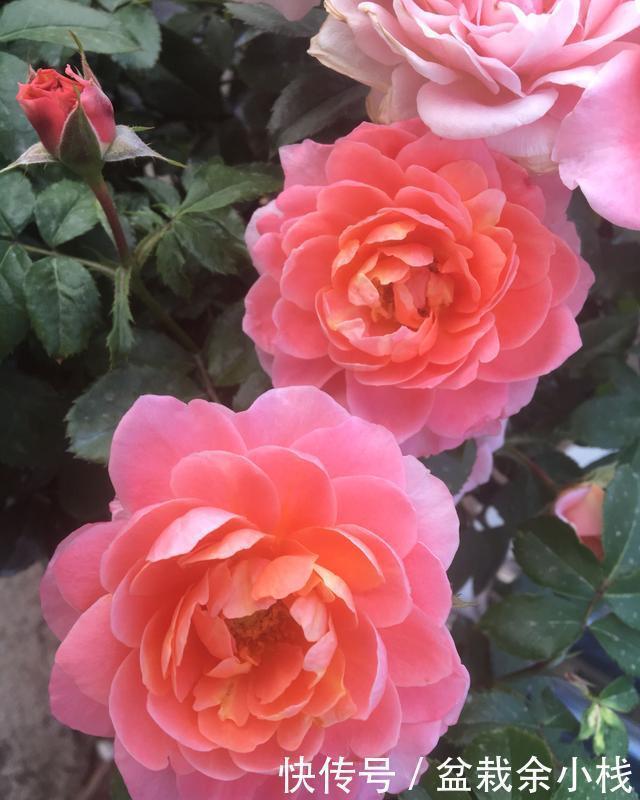 一款超级香的阳台盆栽花,花朵也漂亮,四季都开花,养护也不难