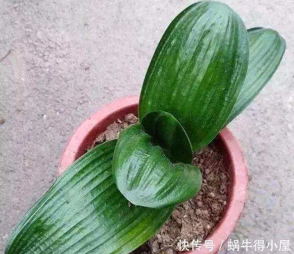 这几种花,哪怕干得打蔫,也不要往叶子喷水,否则只剩下花盆!