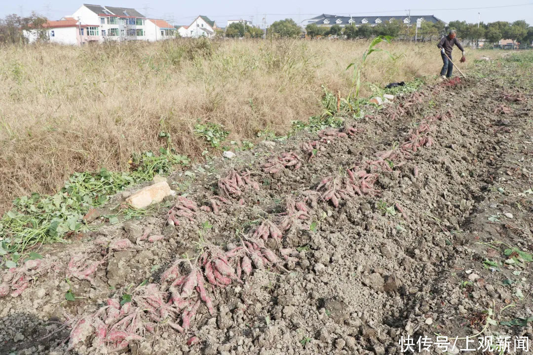  金山|金山人，这个冬天，冰淇淋与烤红薯可兼得