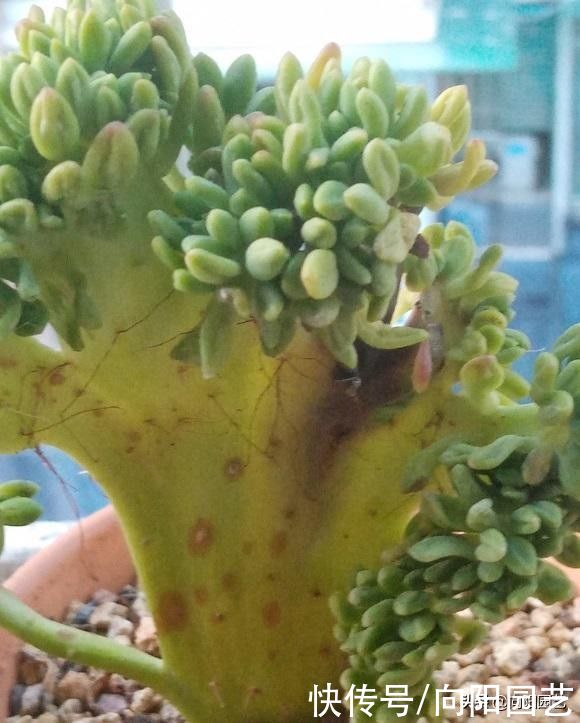 品种|买多肉,不买缀化的,黑腐率相当高,养不长久,白花冤枉钱