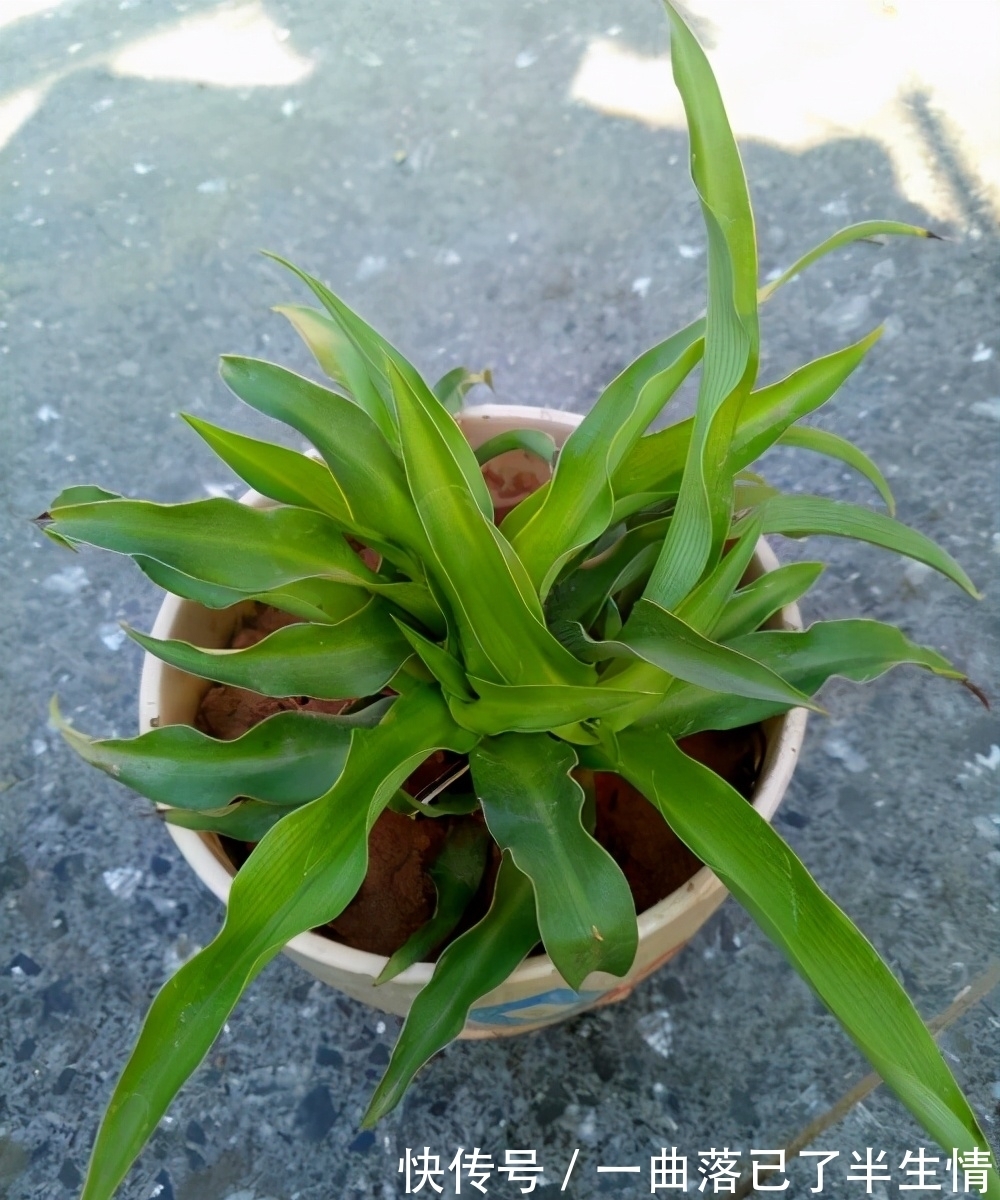 6种公认好养的懒人花,你家有几种,养护需要注意什么?