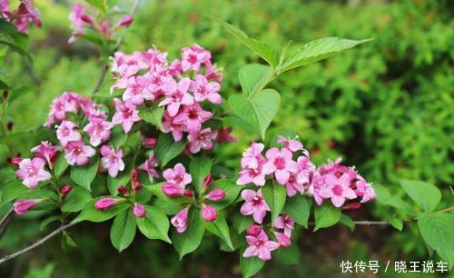 花卉|4种盆栽花卉,号称“香香公主”,家里养一盆,连香水都省了!