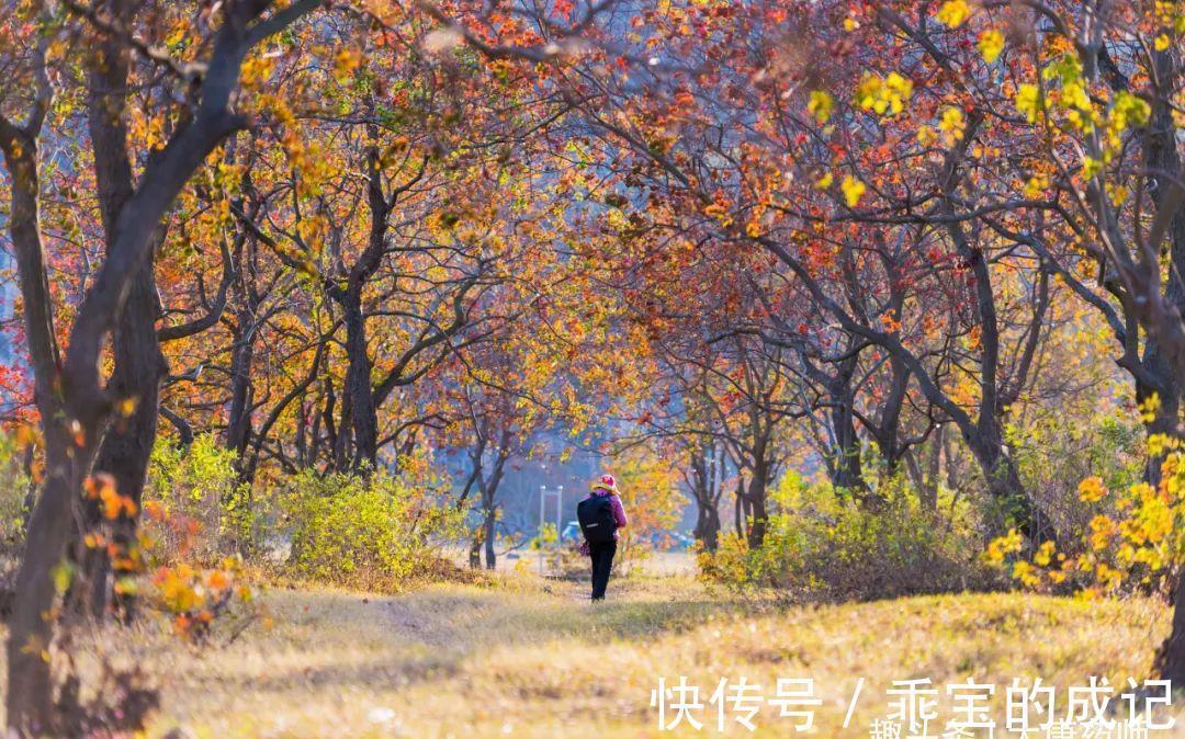 利水消肿|一碗立秋汤,补脾润肺、利水消肿,为你清掉身体的垃圾,喜事临门