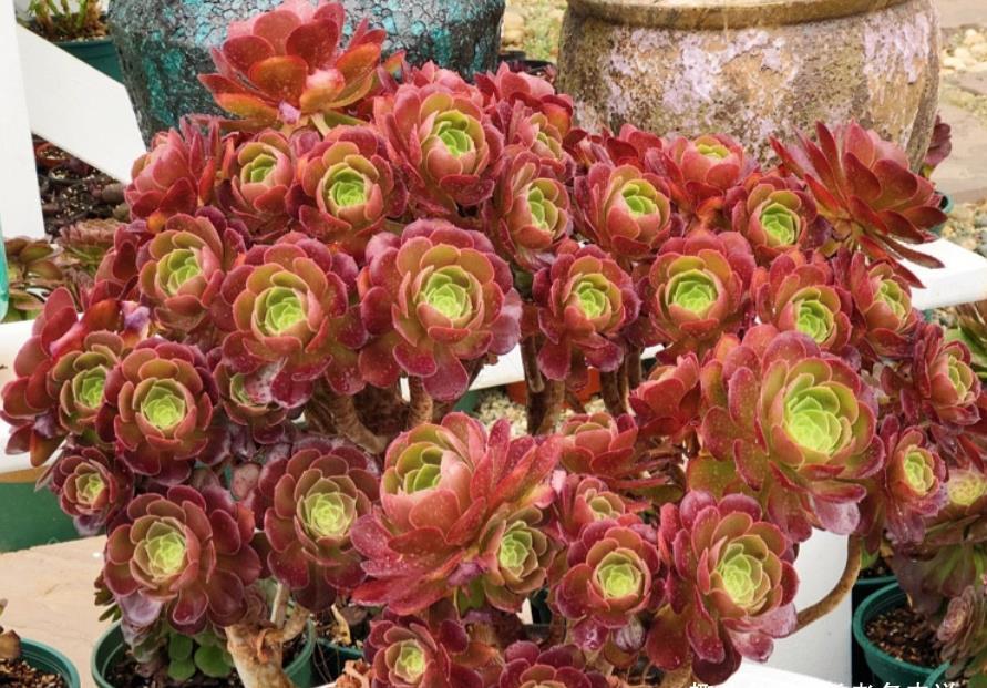 法师|这些多肉会因为状态不同而有多个名称,大家入手的时候要注意