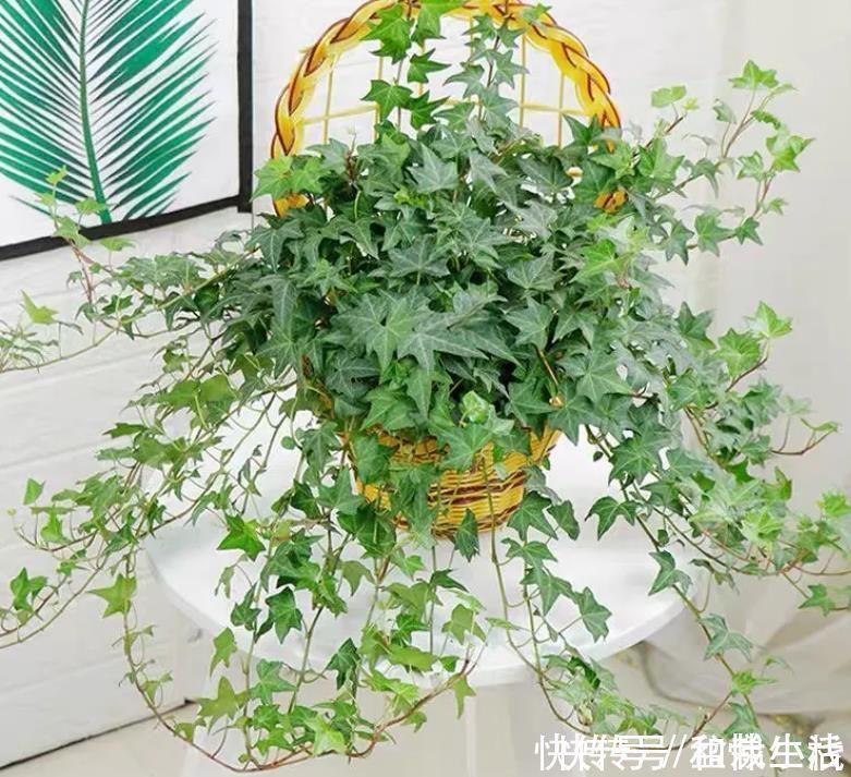 室内不知道养啥花卉？10种耐阴花，供你随意挑选